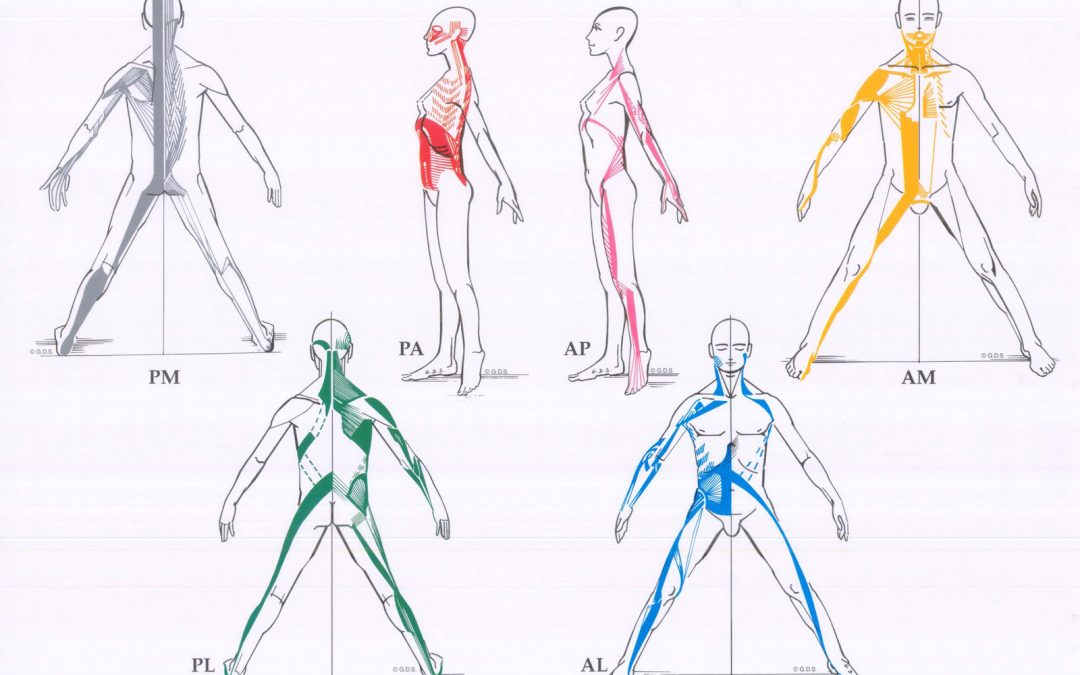 Sobre los estiramientos de cadenas musculares